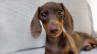 Mini Dachshund puppy 14 weeks old [upl. by Ennaitsirk]