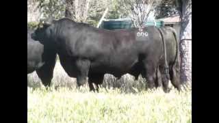 Texas Angus QLD Bulls to sell at Triple B Brangus Bull Sale [upl. by Dhu]