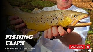 Fly Fishing for Brown TROUT [upl. by Atsillac]