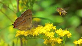 Brown hairstreak butterfly Thecla betulae on goldenrods Solidago [upl. by Alten]