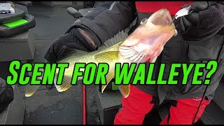 Does Scent Actually Work For Walleye Fishing [upl. by Ynnep]