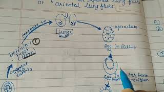 Life cycle of Paragonimus westermani The lung fluke  Trematodes officialSaNik [upl. by Niwled]