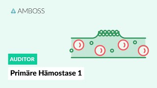 Primäre Hämostase  Teil 1  Physiologie und Erkrankungen  AMBOSS Auditor [upl. by Oivalf494]