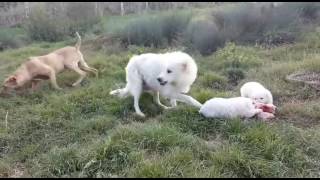 1 Interazioni sociali trà cani femmina di Mastino Abruzzese e femmina di Cane Corso rustico [upl. by Kcid]