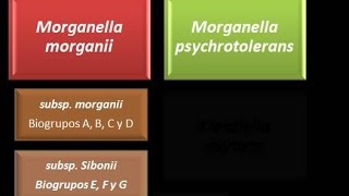 Dominio Bacteria Phylum Proteobacteria 28  Gammaproteobacteria  Enterobacteriaceae  Morganella [upl. by Lellih575]