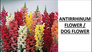 ANTIRRHINUM FLOWER  DOG FLOWER [upl. by Ahsia]