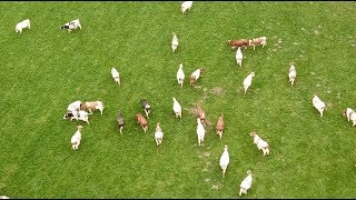 Dronebeelden Euforische koeien in Leusden mogen de wei weer in [upl. by Lapotin]