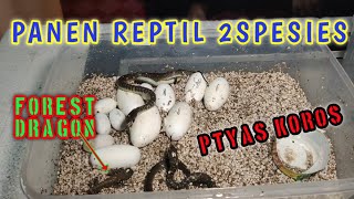 MENETASNYA TELUR REPTIL  PTYAS SP  FOREST DRAGON  GONOCEPHALUS CHAMELEONTINUS [upl. by Haile]