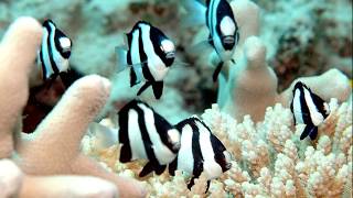 Facts The Three Stripe Damselfish Humbug Dascyllus [upl. by Loring]