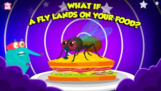 What Happens When A Fly Lands On Your Food  Unhygienic Food for Toddlers  The Dr Binocs Show [upl. by Lovell520]