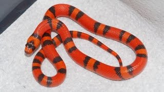 TOP 10 Colorful Non venomous Snakes [upl. by Ulberto]