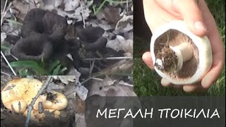 Mανιταροκυνήγι με ποικιλία στον ΕλικώναMushrooms hunting with variety at Elikon mountain [upl. by Eeclehc]