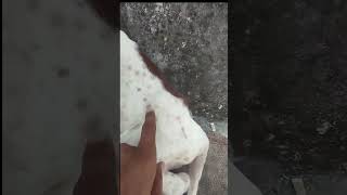 Solution of Erysipelas in Dogs 🐕 foryou love arabic homebread music топ 2024 shortvideo [upl. by Bambi]