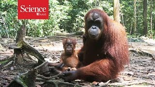 Orangutans are the only great apes—besides humans—to ‘talk’ about the past [upl. by Aikram23]