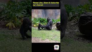 Naughty Baby Gorilla running away  Angry Mummy Gorilla Gorillas encounter  Taronga Zoo [upl. by Stutman558]