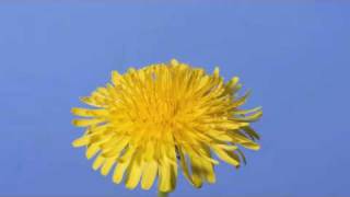 Time lapse Dandelion flower to seed head [upl. by Innus]