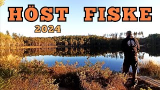 Flugfiske efter REGNBÅGE Höst fiske PREMIÄR 2024 [upl. by Oiciruam]