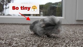 Diary of a new born baby chinchillas the first 50 days [upl. by Wootten]