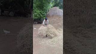 kalan valakka vaikol kali aagituchunga🥲 shots farming vivasaye [upl. by Haerr556]