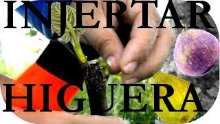 INJERTAR una HIGUERA GRAFT a FIG TREE parte 2ª de 2 [upl. by Gant972]