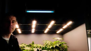 How to use UVB with LED grow lights [upl. by Enoitna]