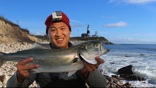 Catching BIG fish in America’s Best Surf Fishing Spot Montauk Light House NY [upl. by Cart]