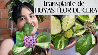 transplantando HOYAS FLOR DE CERAtrasplantando juntos hoyas carnosas [upl. by Adnamra98]