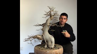 Bonsai de Ficus Thonningii x Natalensis Actualización [upl. by Alard]