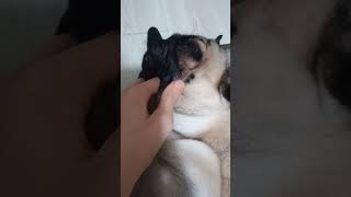 Carlino con grattini sulla pancia carlino puglife pug puppy funny [upl. by Nutter]