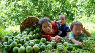 Harvest the orange garden to sell at the market  fish trap to catch fish cook with your children [upl. by Pirzada]