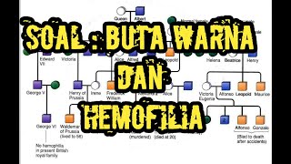 Soal Buta Warna dan Hemofilia HOTS Kelas 12 [upl. by Warton]