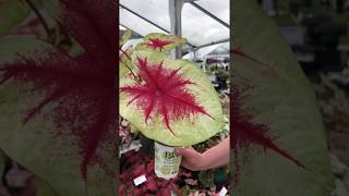 Gardening Tip  Caladium [upl. by Aleb253]