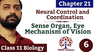 Chapter 21  Neural Control and Coordination  06  Eye  Mechanism of Vision  RBSE CBSE Class 11 [upl. by Aerdnaeel]