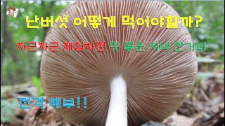 난버섯 Pluteus cervinus [upl. by Aleina]