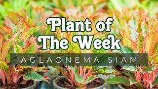 PLANT OF THE WEEK  AGLAONEMA SIAM [upl. by Lleinnad]