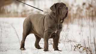 THE NEAPOLITAN MASTIFF  STRONG amp FIERCE GUARD DOG Mastino Napoletano [upl. by Nosidam]