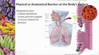 Chapter 12 Host Defenses Part I Overview and Nonspecific Defenses  Cowan  Dr Mark Jolley [upl. by Rianna]