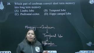 Which part of cerebrum convert short term memory into long term memory [upl. by Fritzie503]