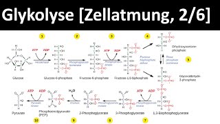 Glykolyse  erster Schritt des Glucoseabbaus  Zellatmung 26  Biologie Oberstufe [upl. by Calisa]