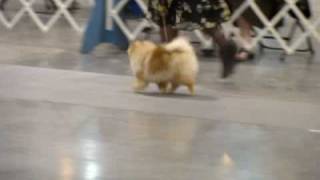 Finchs Pomeranians Margarita [upl. by Kenlay25]