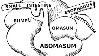 Digestive Systems of Livestock Anatomy [upl. by Iret]