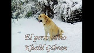 El perro sabio Khalil Gibran [upl. by Ahsyen682]