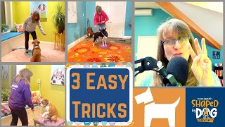 3 Easy Tricks Every Dog Should Know 68 [upl. by Ikkela]