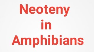 Neoteny in Amphibians Evolutionary significance Zoology Notes [upl. by Kalin211]