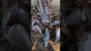 SCORPION CRUNCHES A BEETLE AND EATS IT Heterometrus silenus shorts [upl. by Cherie]