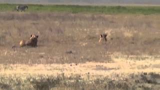 Africa Salvaje  Impresionante Imagenes  Leones Cazando Cebras [upl. by Eciryt]