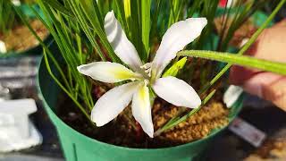 【激レア種】バビアナ・SP015 Babiana sp015 blooming in my nursery [upl. by Deeraf]