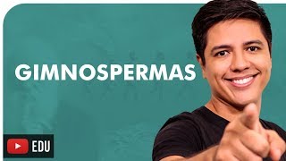 GIMNOSPERMAS  BOTÂNICA  Prof Kennedy Ramos [upl. by Marney]