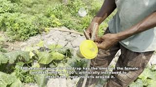 Pheromone trap in brinjal [upl. by Nell]