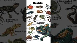 Reptiles of the world part 1  spiny Tailed lizards 🦎 wildlife reptiles shorts youtubeshorts [upl. by Osmond45]